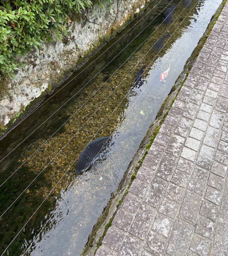 高島の町を流れる水路